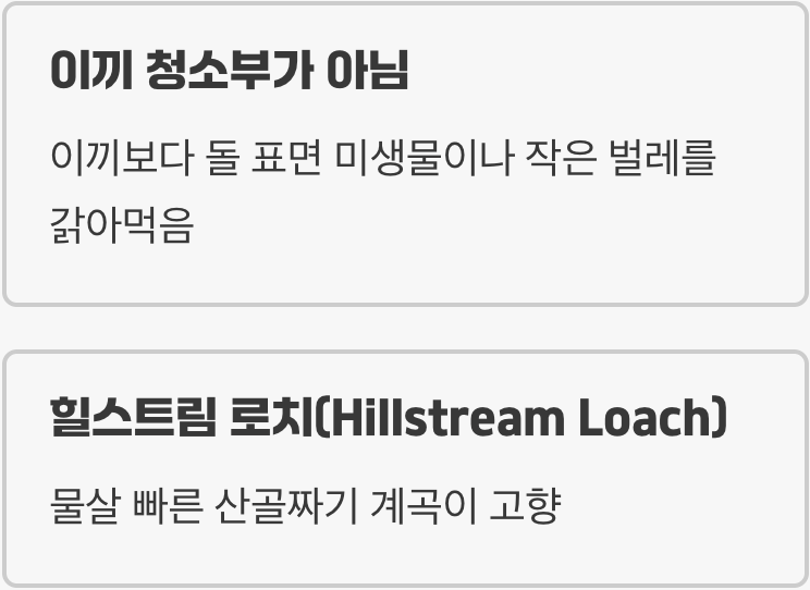 '비파'라는 이름의 함정