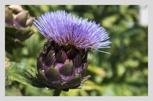 아티초크 차 효능 – 건강을 위한 변화