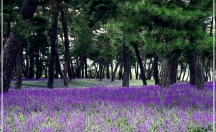 맥문동탕 효능, 부작용 및 먹는 방법