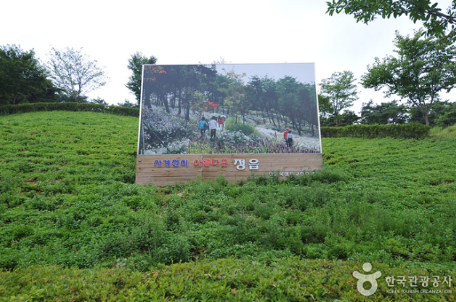 정읍 구절초지방정원