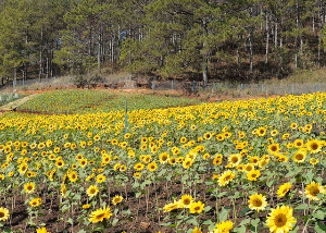 태백 해바리기축제