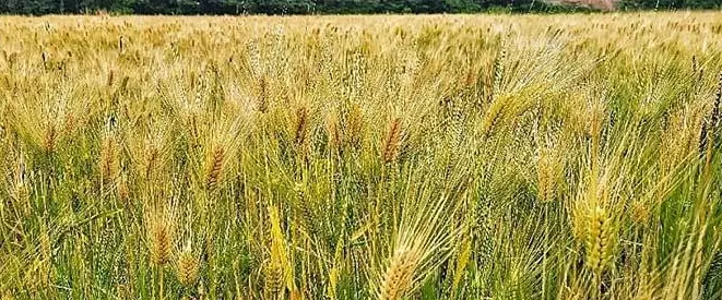 망종-보리수확-시기