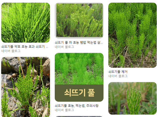 쇠뜨기풀