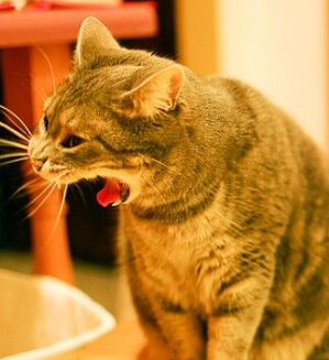 고양이가 토하는 이유