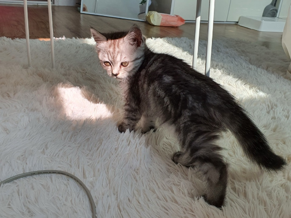 고양이 꼬리 언어