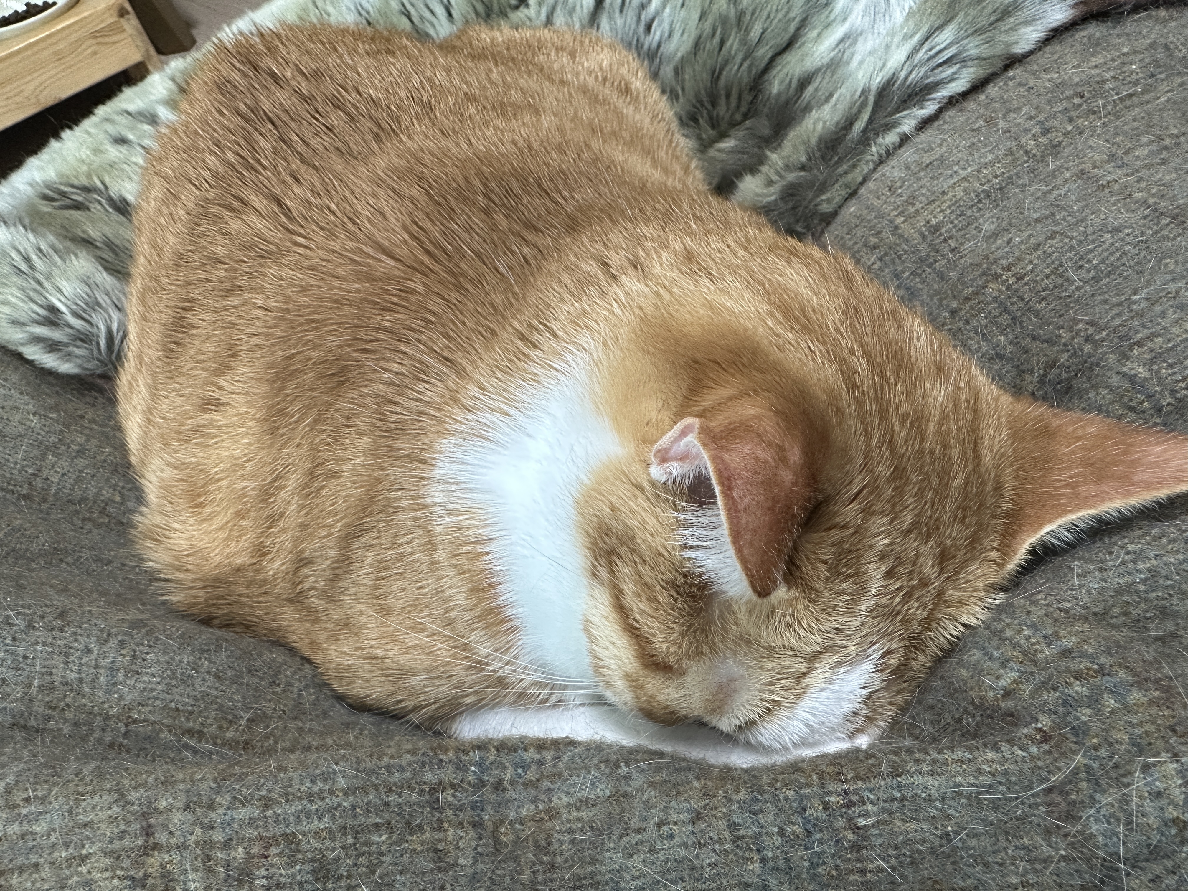 귀여운 치즈냥이 호야의 습격! (feat. 잘때도 다정한 호야랑 건)