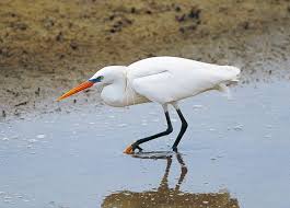 노랑부리백로가 특정 지역에서만 발견되는 이유