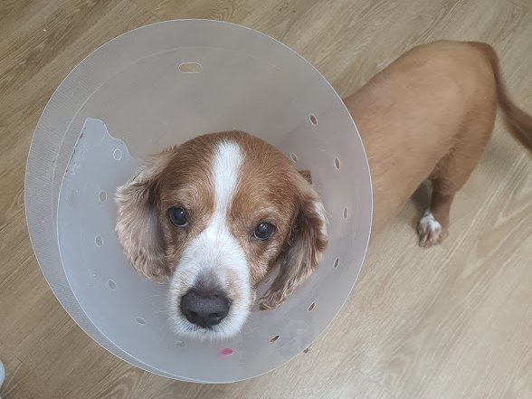 강아지 중성화 넥카라 필수