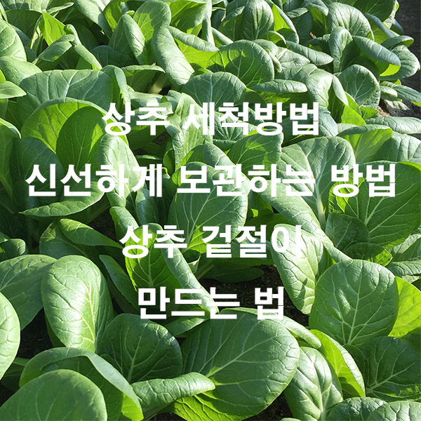 상추 세척방법 신선하게 보관하는 방법 상추 겉절이 만드는 법