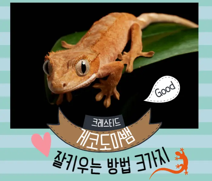 크레스티드 게코도마뱀