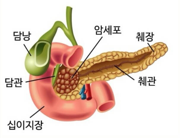 사람의 신체 부위 중 췌장의 모습