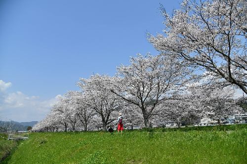 벚꽃 개화시기 2023&amp;#44; 벚꽃 명소 확인