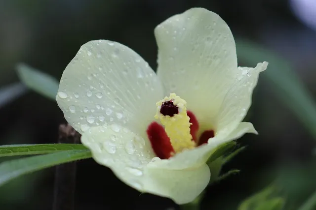 오크라 효능 재배법 손질 수확 요리 보관까지 한눈에 보기_9