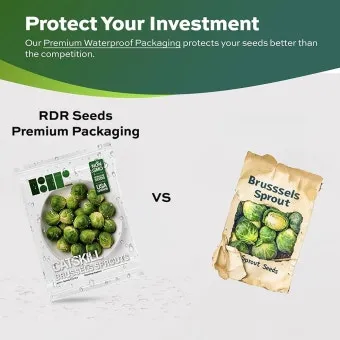 브뤼셀스프라우트 재배 육묘 포인트 추대 방지 수확 팁_13