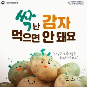 싹난 감자 먹기 주의점 레시피_5