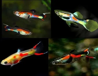 구피 키우기와 건강하게 번식시키는 팁_15