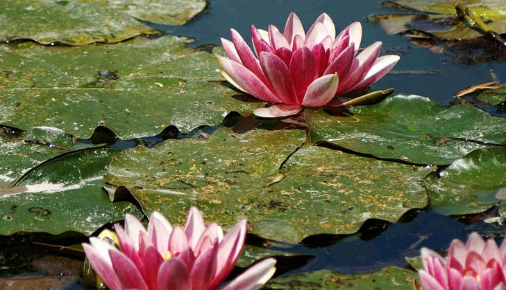 모네의 인상주의 회화 분석 (빛, 색채, 붓터치)