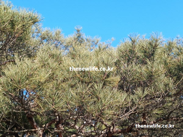 솔잎 효능에 필수적인 철분과 피톤치드를 함유하여 빈혈 예방에 좋은 맑은 솔잎 실사진