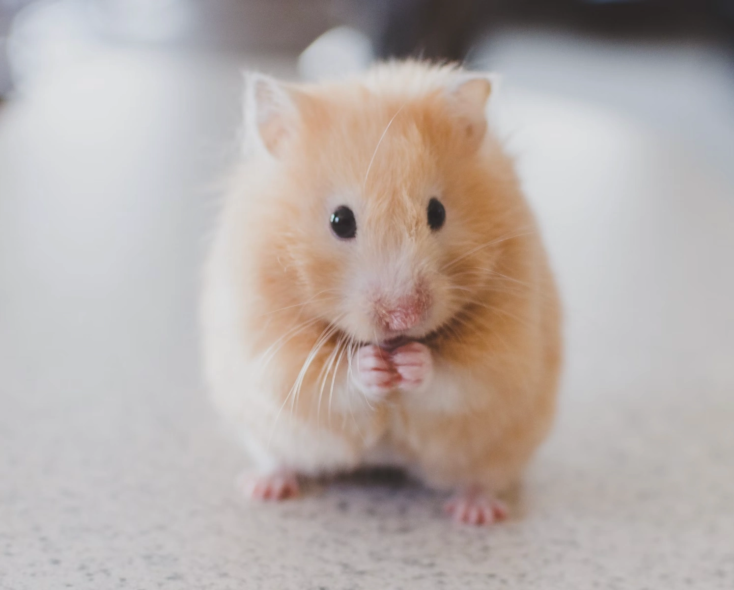 한타바이러스감염증