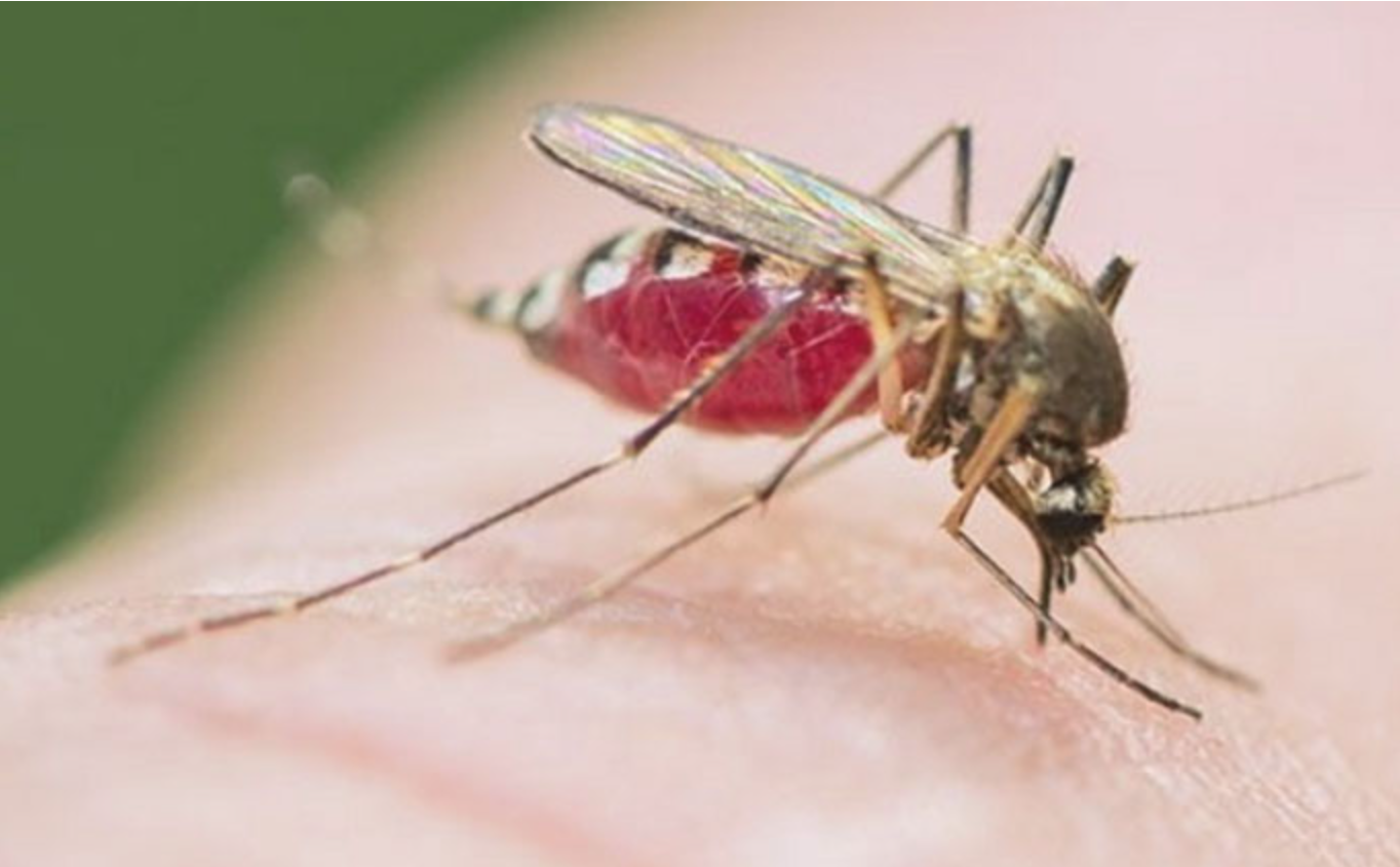 모기 알레르기 대처법