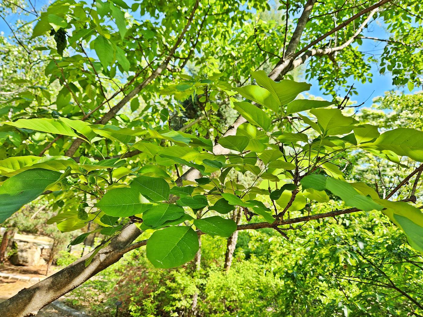 중국물푸레나무