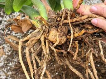 화분 뿌리썩음 예방 배수층강화 흙배합개선 물주기간격 체크리스트_33