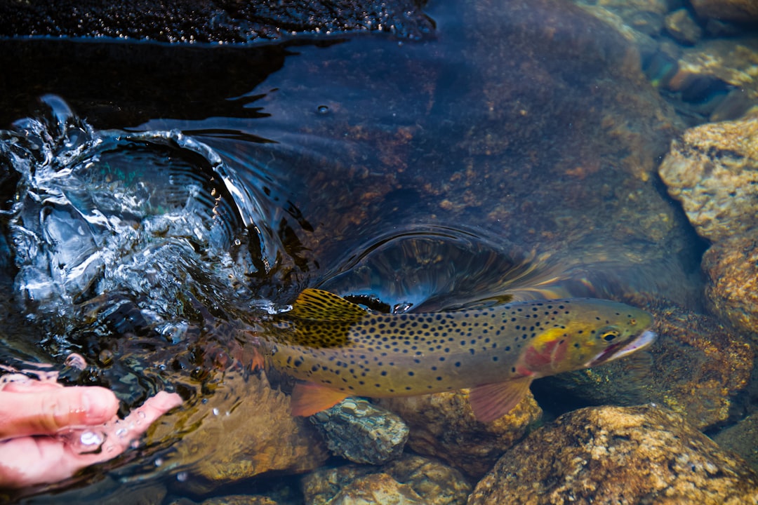 Trout.