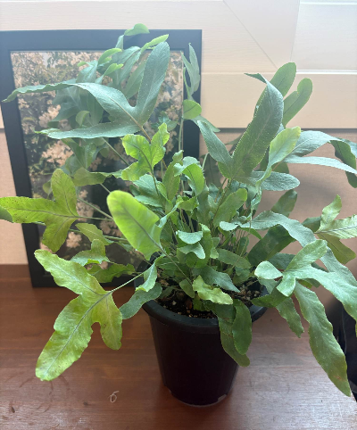 Healthy Blue Star Fern in a pot indoors with silvery blue-green foliage