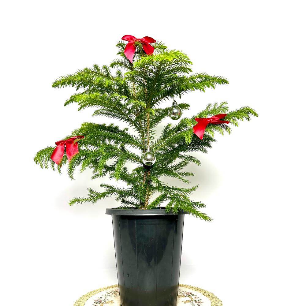 아라우카리아 키우기 크리스마스 트리