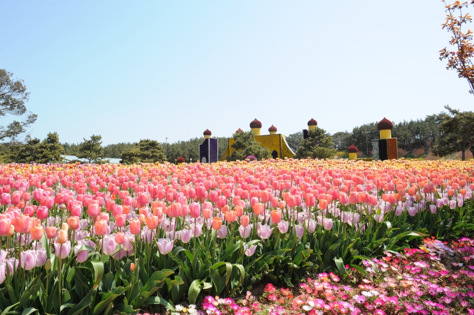 태안 튤립축제