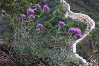 5월의 야생화 백화등 소리쟁이 낮달맞이꽃 알프스민들레_9