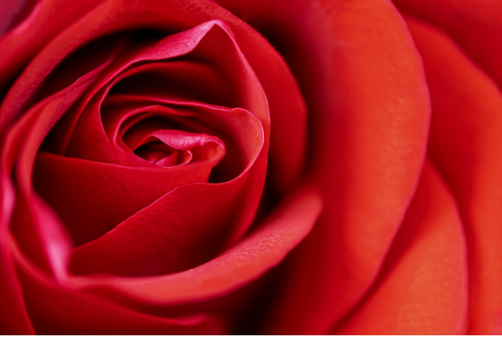 빨간색의 열정과 혁신 우리의 삶 속에서 빛나는 색