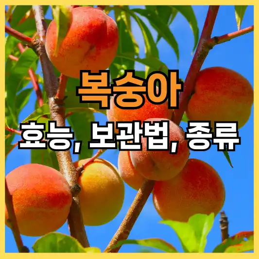 복숭아 효능 종류 보관법