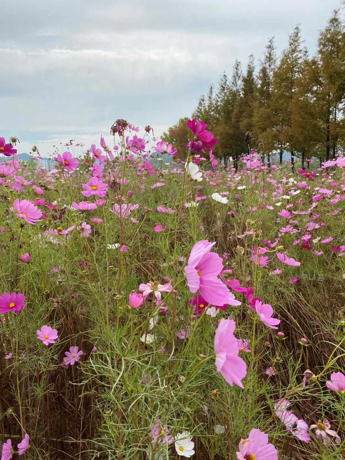 서울-근교-나들이-가볼만한곳-추천-억새-코스모스-시흥갯골생태공원-무료-주차-꿀팁