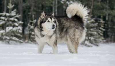 알래스카 말라뮤트