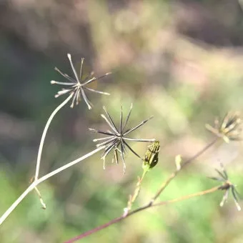 도깨비바늘 귀침초 자연이 준 해독의 명약 건강 효과_11