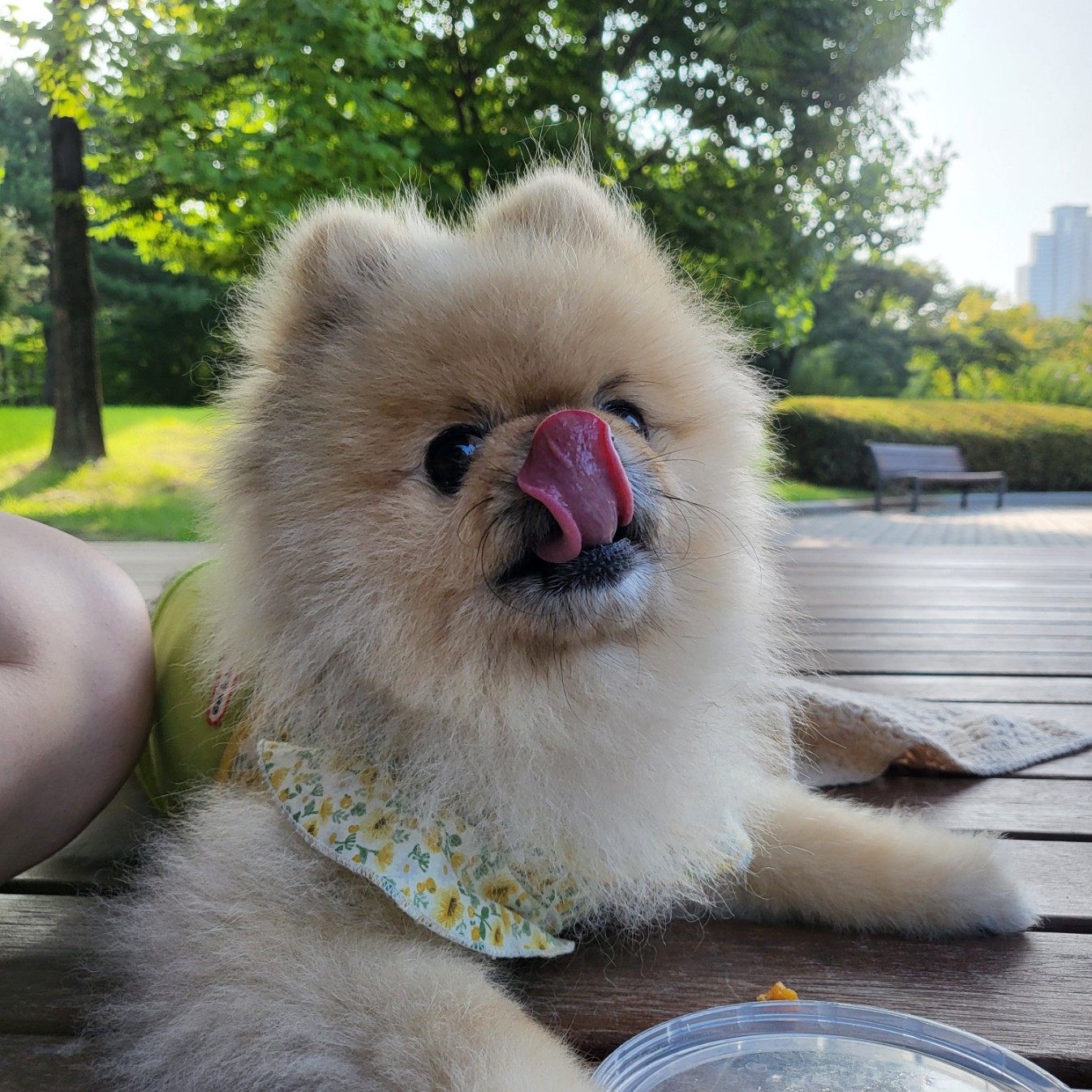 강아지가 혓바닥으로 코를 핥으며 카밍시그널을 보내고 있다.