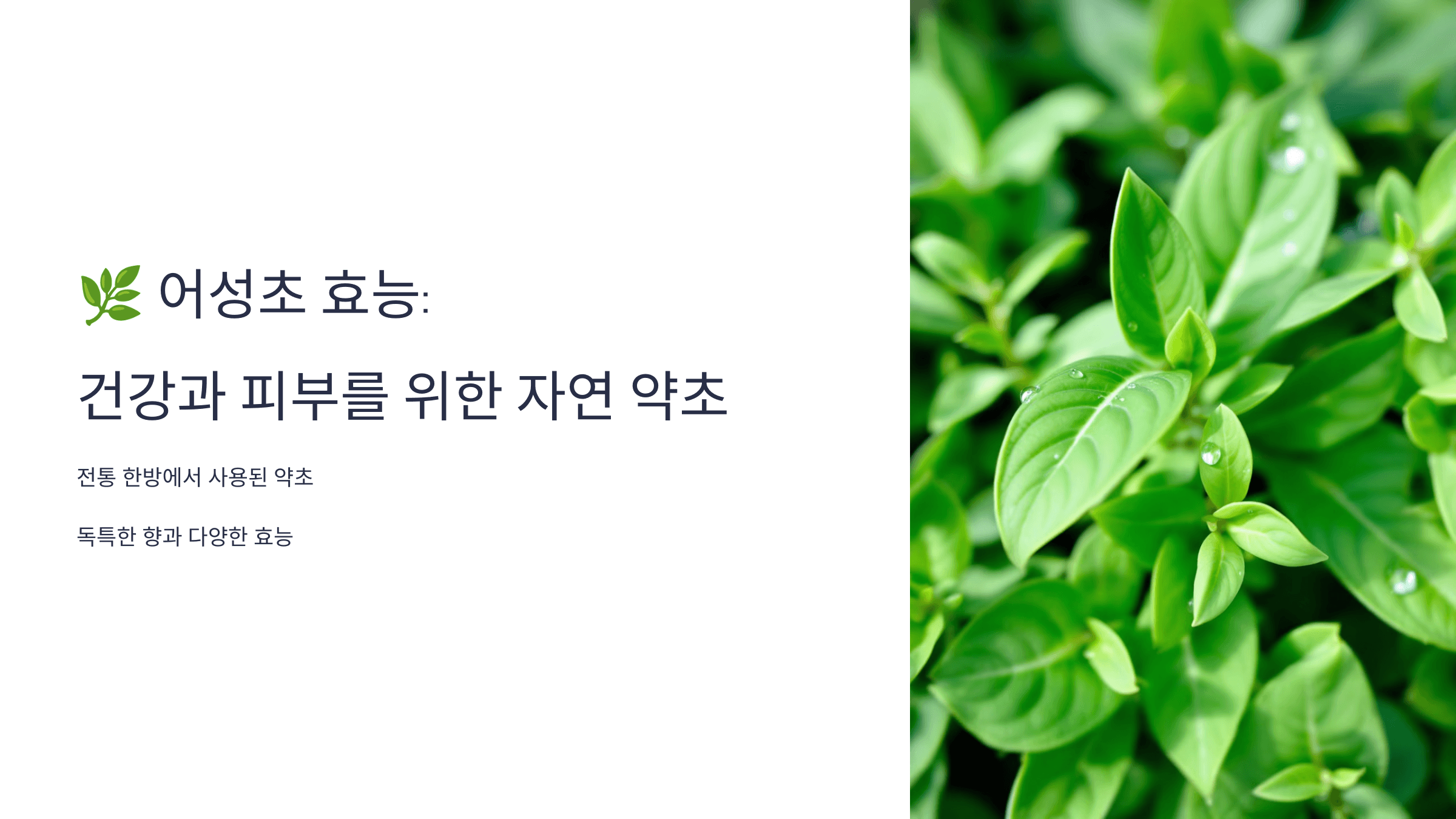 어성초 사진입니다.