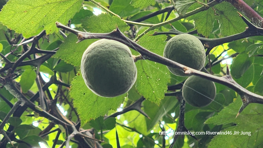 풋탱자, 소지실(小枳實) 지실(枳實) , 지각(枳殼)