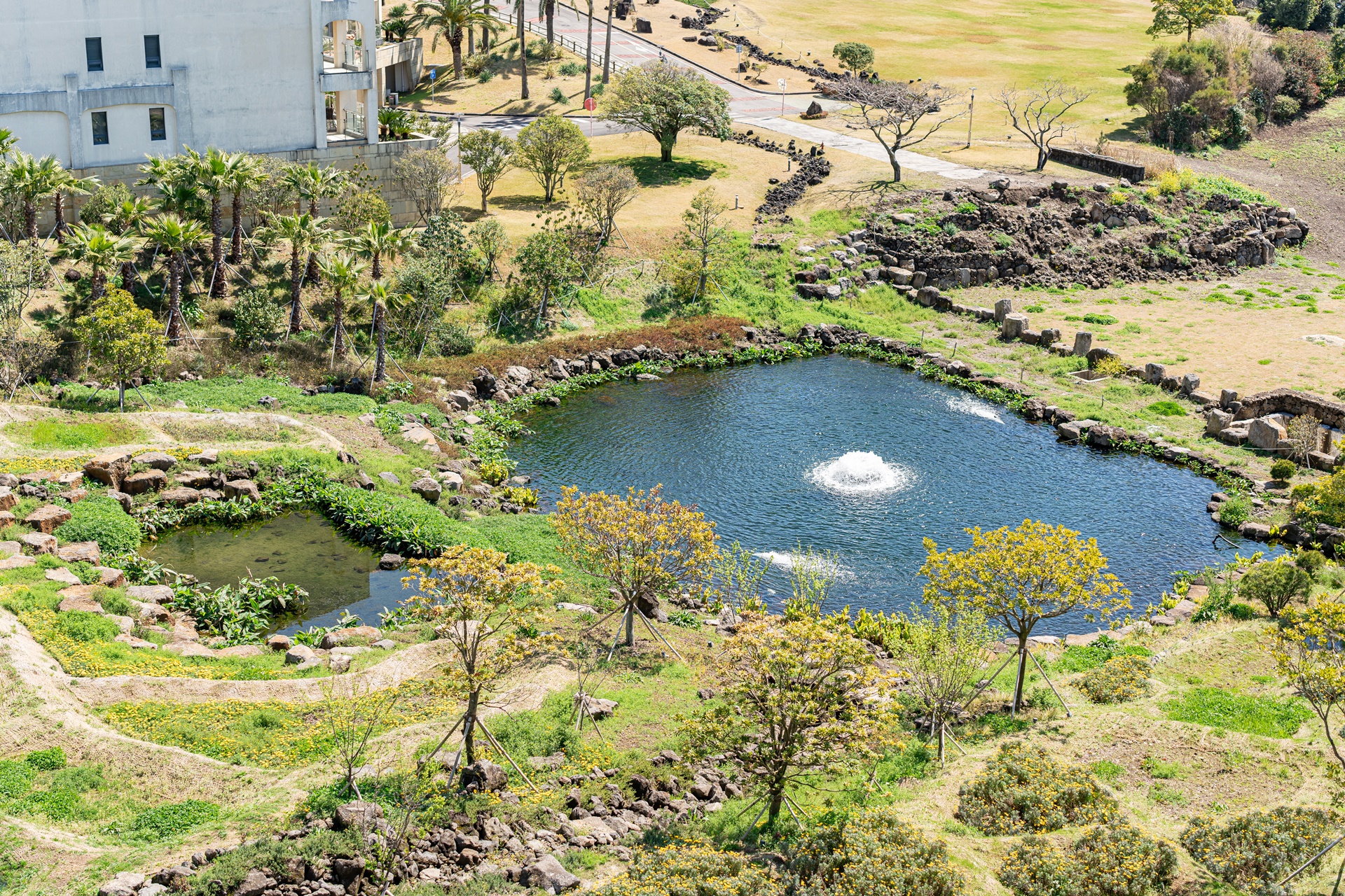 #JW가든 #JW메리어트제주 #댄싱두루미 #더플라잉호그 #아일랜드키친 #유채꽃 #제주사진 #제주여행 #제주유채꽃 #제주호텔