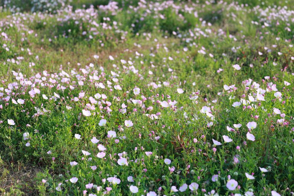 A beautiful field with pink flowers in bloom, showcasing the vibrant greenery of spring.