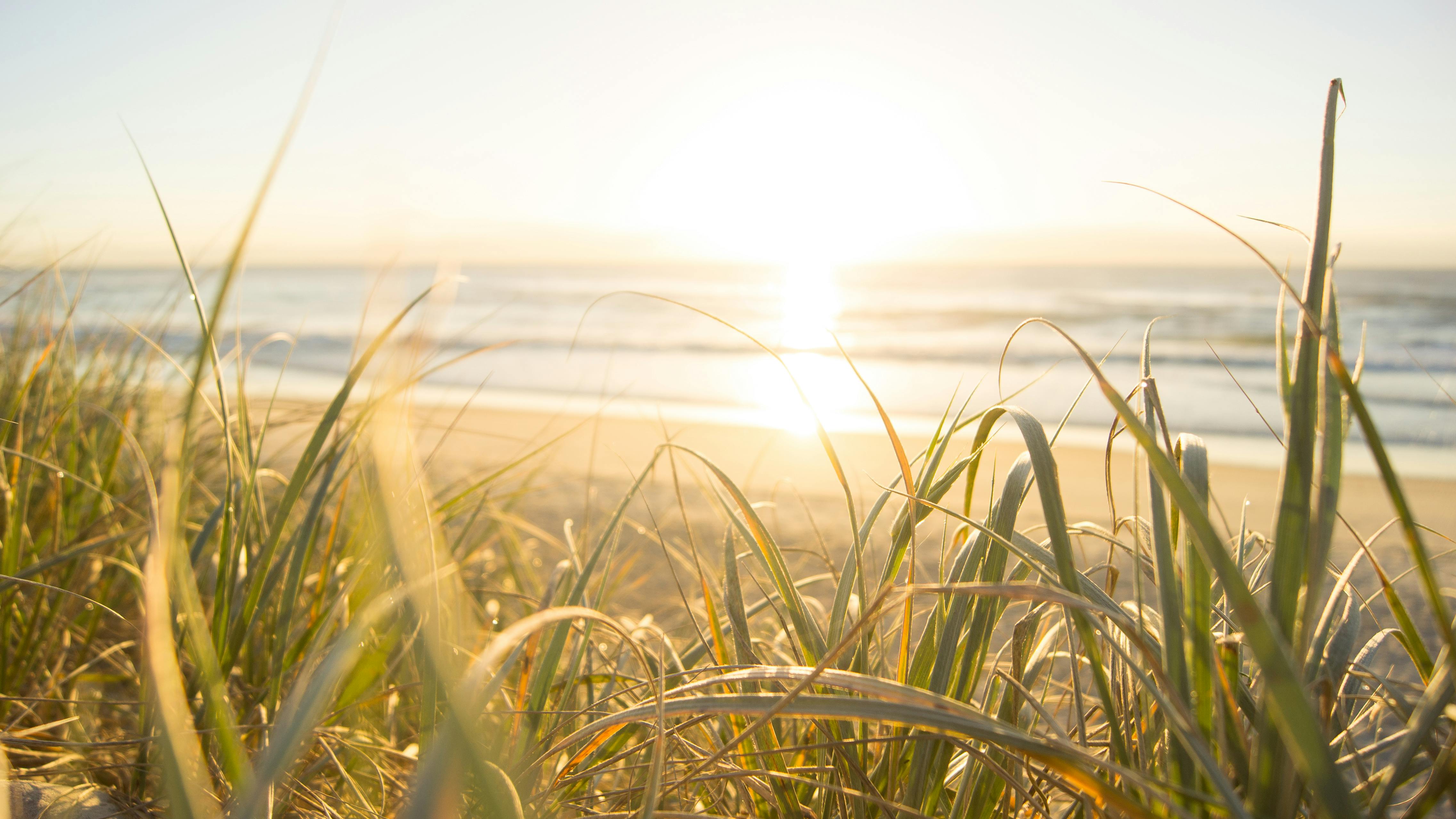 "A close-up shot of beach grass in the foreground leads the eye to a serene ocean horizon, where the sun's gentle light reflects off the water, creating a warm, tranquil scene.