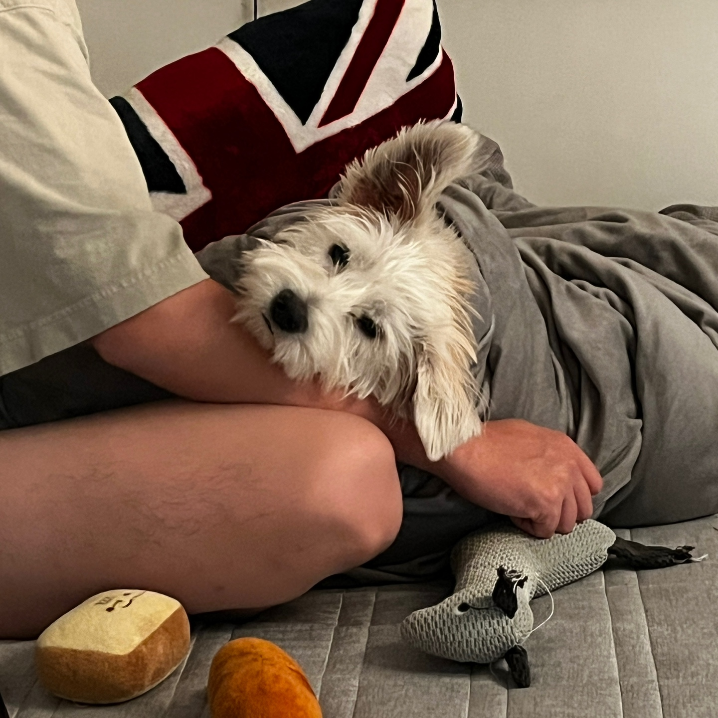 유기견 무료 분양