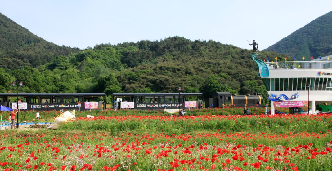 하동 양귀비 꽃 축제
