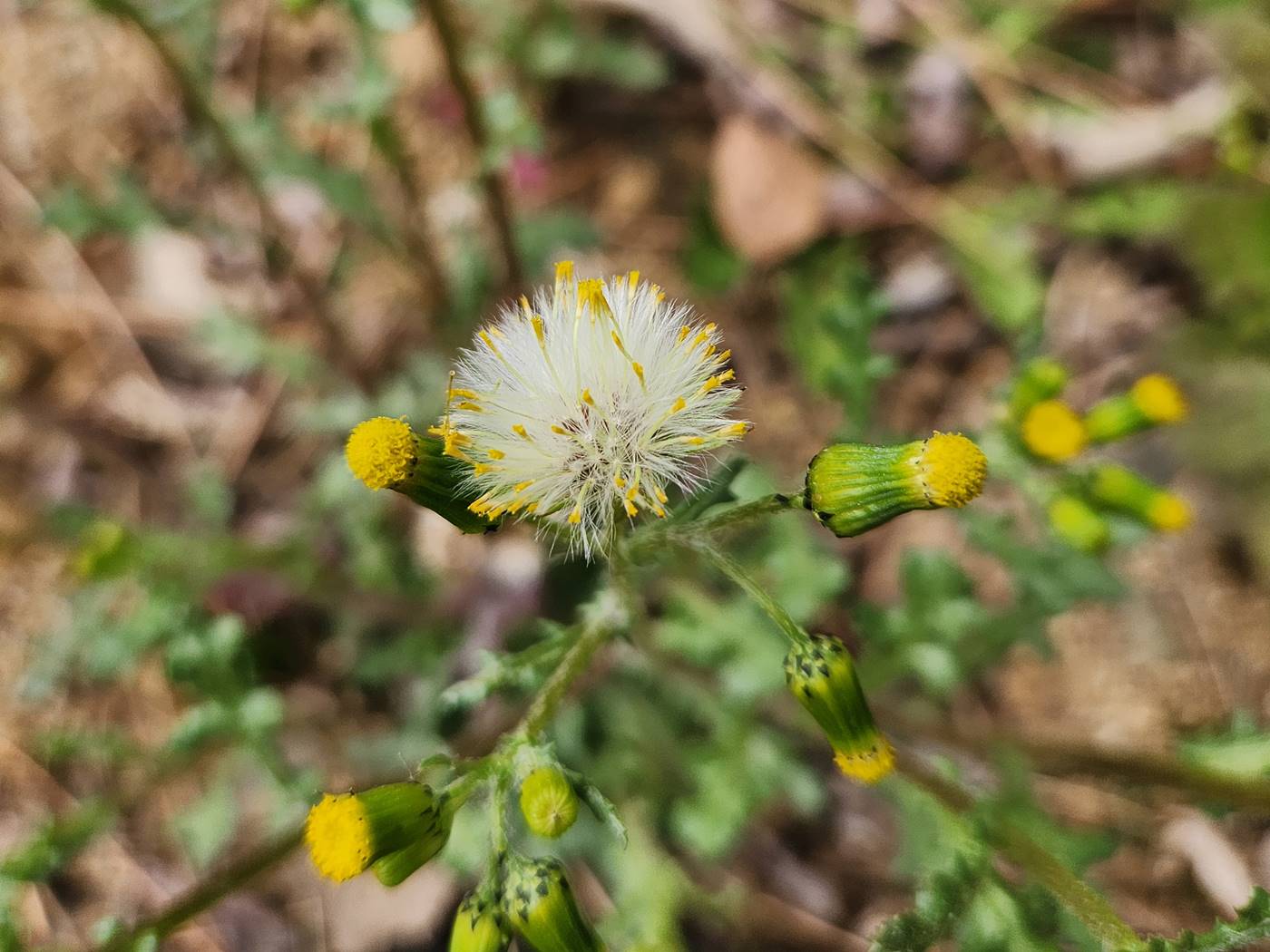 개쑥갓(들쑥갓)