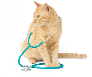 고양이와 청진기.
