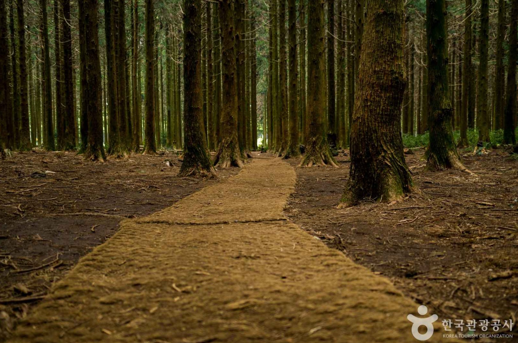 시원한-사려니숲길