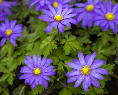 가을에 심고 봄에 피는 아름다운 꽃 - 아네모네