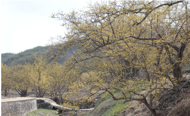 산수유3