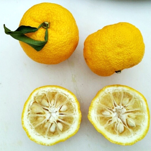 유자씨 Yuzu seed